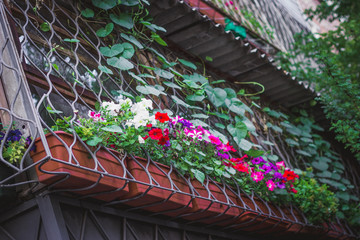 Balcony planted with flowers and plants. - 213058303