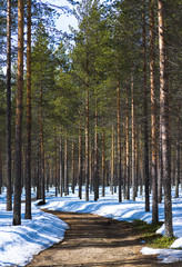 Chemin forestier &agrave; Yi-Siurua, Laponia, Finlande