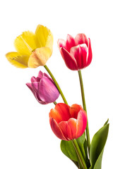 Multicolored tulip flowers isolated on white background