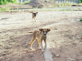 Cute homeless puppys in the street.