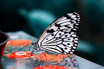 Closeup  beautiful butterfly  & flower in the garden.