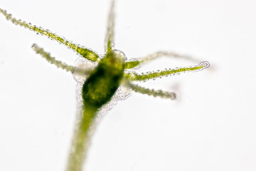 Hydra is a genus of small, fresh-water animals of the phylum Cnidaria and class Hydrozoa under the...