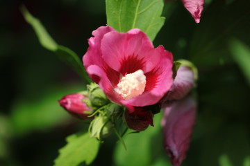 Hibiskus Blühend © Klaus
