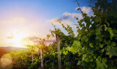 Foto op Plexiglas Zonsopgang over druivenwijngaard  zomer wijnmakerij regio ochtend landschap © Konstiantyn