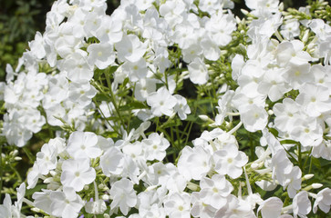 white phlox background