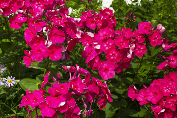pink phlox background