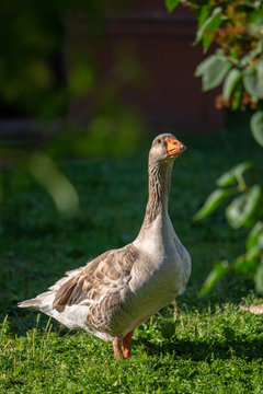 Goose. Poultry farm. Photo of a bird in the open air