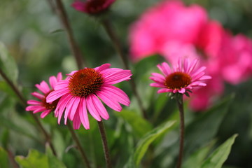 Obraz premium Sonnenhut Blühend-Sommer