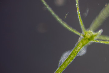 Hydra is a genus of small, fresh-water animals of the phylum Cnidaria and class Hydrozoa under the microscope for education.