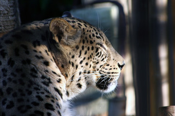 Leopard relaxing in the sun