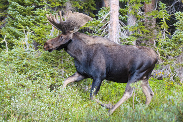 Shiras Moose of The Colorado Rocky Mountains