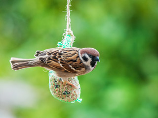 Sperling konsumiert Vogelfutter an einer Schnur