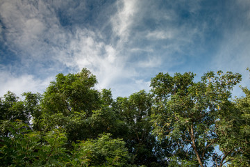 Fototapeta na wymiar sky and tree background