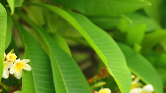 Plumeria rubra or common frangipani flowering tree with white and yellow blooming flowers and vibrant green foliage, panning panoramic high definition stock footage video clip.