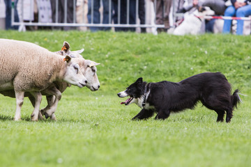 demonstration of a border collie at the work of the sheep in belgium - 213059709