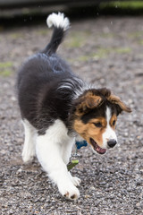 portrait of a young border collie outdoors in belgium