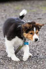 portrait of a young border collie outdoors in belgium