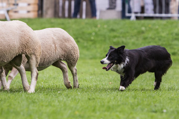 demonstration of a border collie at the work of the sheep in belgium - 213059748