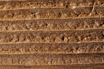 Wooden texture