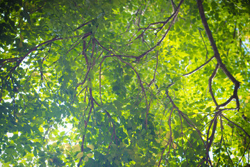 Look up under the trees , Low angle view