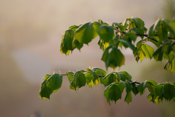 tree branch with green leaves at dawn
