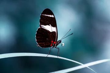 Poster Im Rahmen Closeup  beautiful butterfly  & flower in the garden. © blackdiamond67