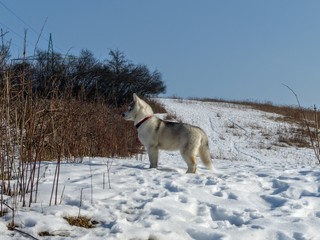 Syberian husky © Anna