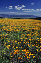 Fototapeta premium California Poppy