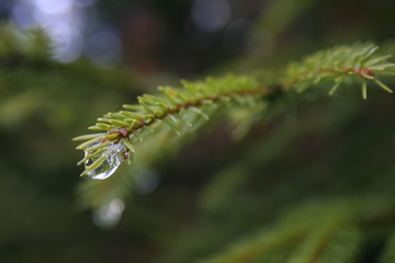 Close up of a raindrop haning on a bright green fir tree branch in winter