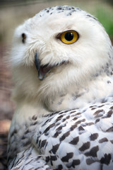 Snowy owl portrait