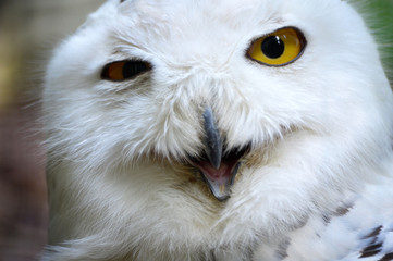 Snowy owl with a funny face expression