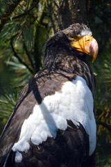 Steller's Sea Eagle close