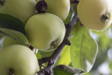 on the branch of a tree grow ripe paprika apples