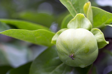 Green persimmon growing on tree close-up. Green natural background