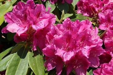 Garden Season, Rhododendron, Garten
