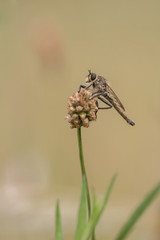 Raubfliege