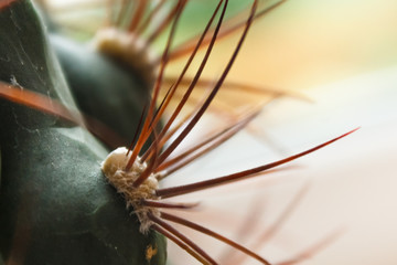 cactus with large needles, close-ups