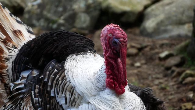 A turkey on a farm turns and displays it's feathers.
