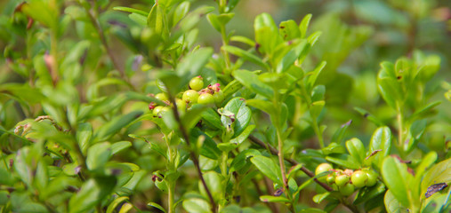 Vaccinium vitis idaea. Lingonberry or cowberry is growing in the swamp. Harvest in the forest