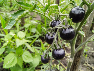 The Black Tomato, Indigo Rose, Ripening on a Vine in a Greenhouse