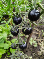 The Black Tomato, Indigo Rose, Ripening on a Vine in a Greenhouse