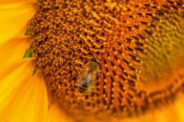 A bee pollinates A young sunflower close-up on a summer field
