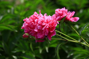 Blooming peony, very beautiful