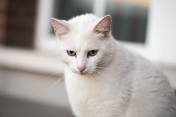 portrait of european type cats living in belgium