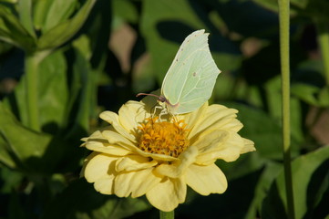 Zinnia elegans and butterfly
