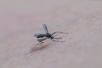 Dead Mosquito.Kill mosquito