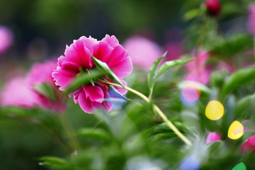 Obraz premium Blooming peony, very beautiful