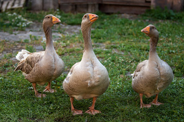 Geese. Poultry on the farm. Photo in the open air