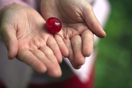 sweet cherry in kids hands