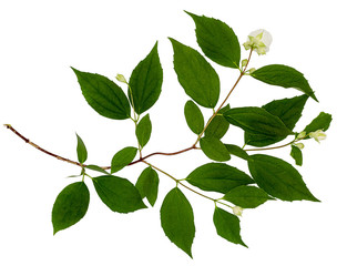 Jasmine isolated on white. The branch of Jasmine flowers